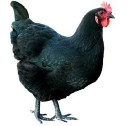 Black Australorp