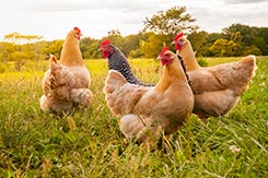 GerensFarmSupply-Poultry