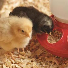 GerensFarmSupplyLandscape-Chicks-1