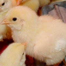 GerensFarmSupplyLandscape-Chicks-3